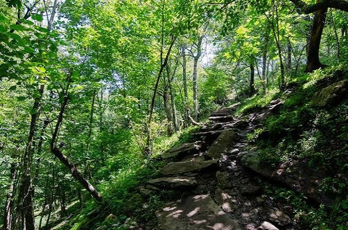 Mindful forest walk at the retreat